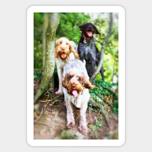 Windy in the woods Spinone Sticker